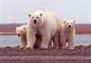 Kakšna je življenjska doba belega medveda v naravi in ​​ujetništvu?